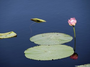 Lotus Reflection in Water 5 Copyright