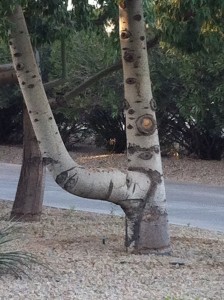 A beautiful tree trunk that I saw last year in Arizona.